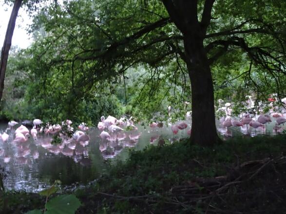 Flamingos an den St. Peter Weihern in Leopoldskron