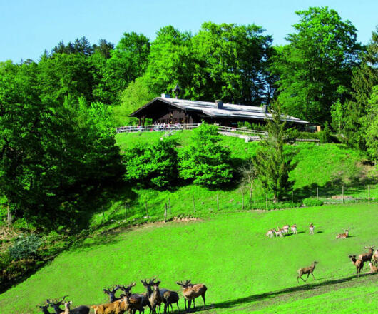 Wolfschwang Großgmain