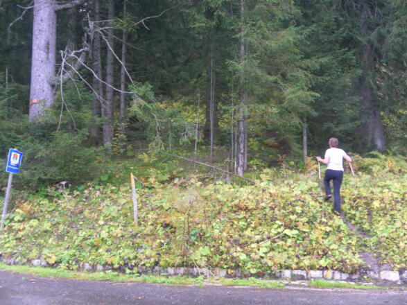 unmarkierter Einstieg in den Kehlriedlsteig