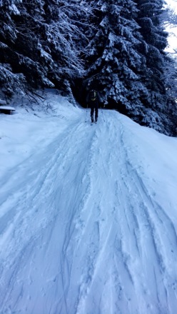 Skitour Rossfeld Waldtour 