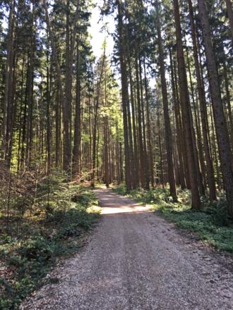 Forstweg