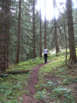 einfacher Waldpfad
