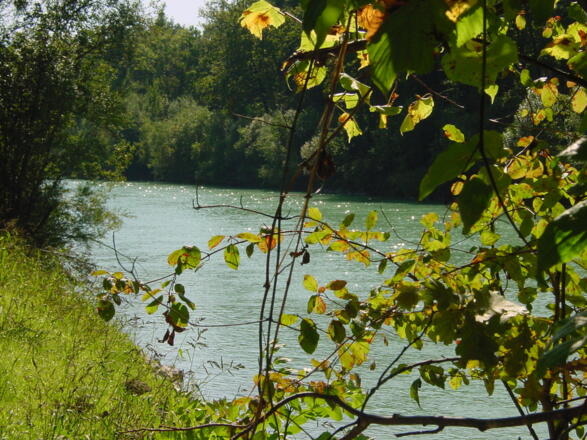 Saalach in Siezenheim