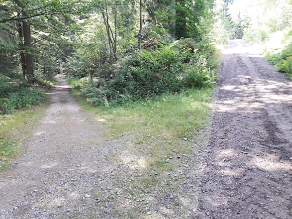 Abzweigung von der Forststraße zum Wanderweg zum Hochfall