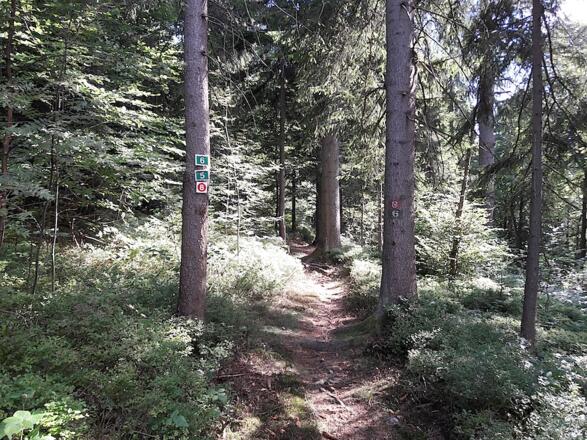 Steig nach Oberlohwies parallel zur Straße