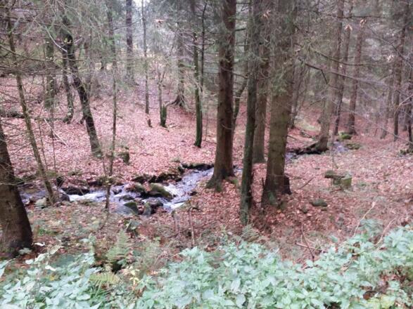 Bach am Wegesrand