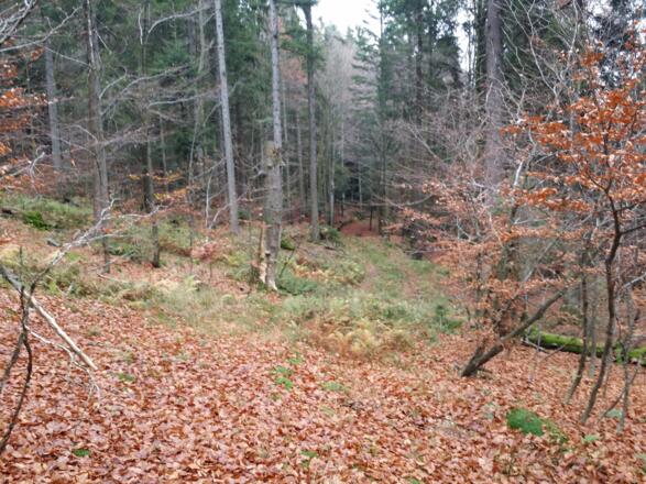 Uriger Weg über den kleinen Bach