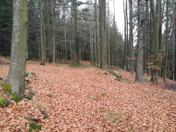 Weiterer Weg bergan durch einen weichen Laubteppich