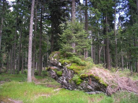 Viele Felsen auf der Strecke sind bewachsen.