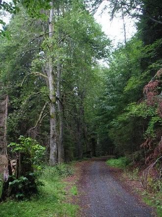 Der Wanderweg nach Markt Eisenstein auf der tschechischen Seite.