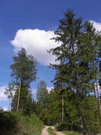 Aufstieg durch Kieferwald