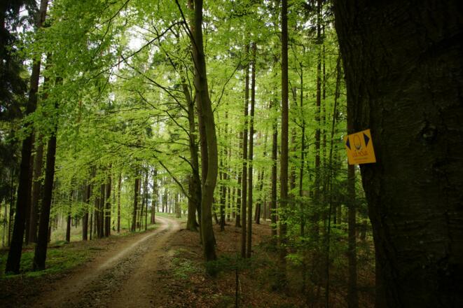Pilgerweg durch schattige Waldabschnitte