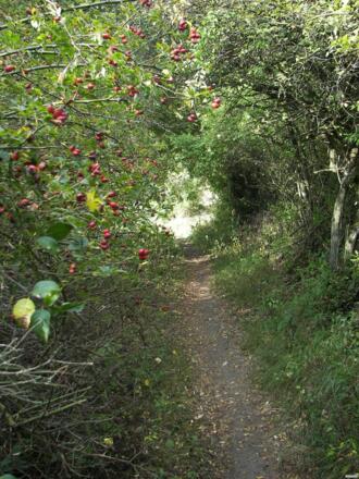 Katzenpfotenweg