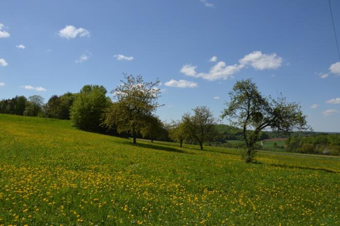 Frühjahr auf dem fränkischen Jura