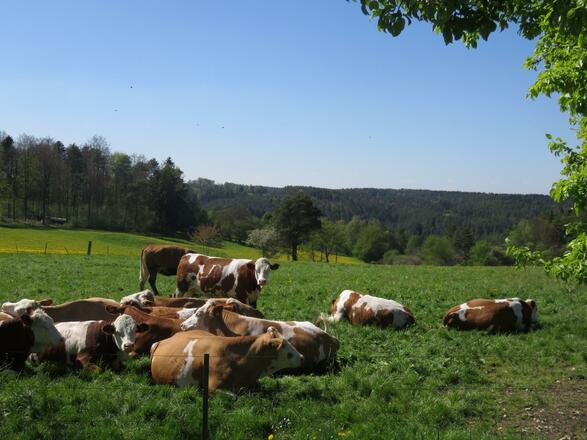 von der Pulvermühle über die weiße Marter nach Doos