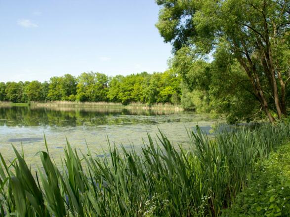 Neuenseer Weiher