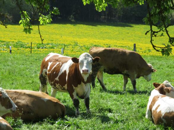 von der Pulvermühle über die weiße Marter nach Doos