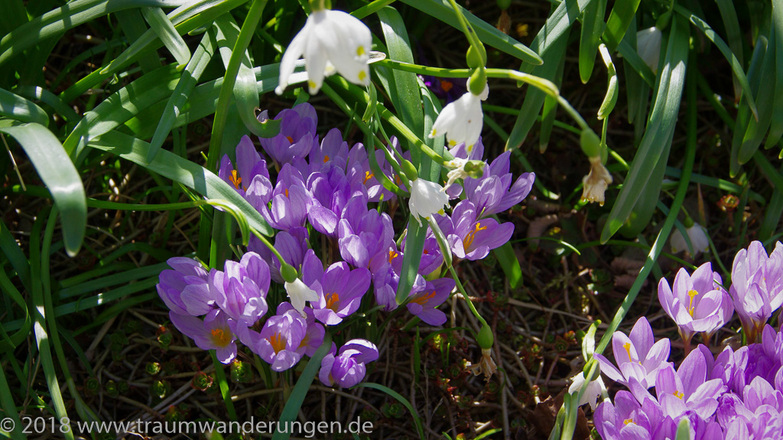 Märzenbecher und Krokus