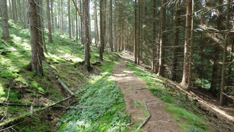 durch den Wald oberhalb der Muschwitz