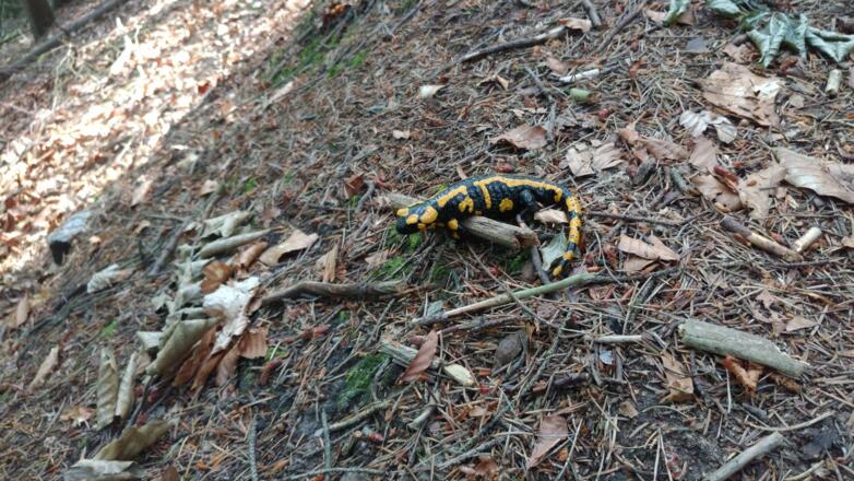 Salamander auf dem Weg