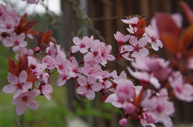 Mandelblüten