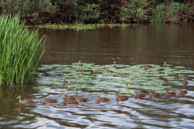 Enten am Rothsee