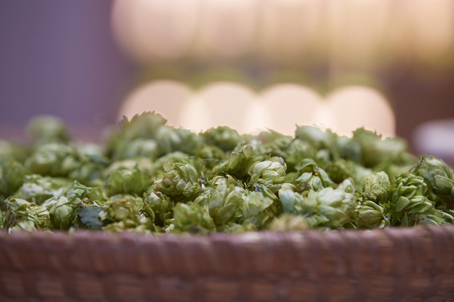 Hopfen