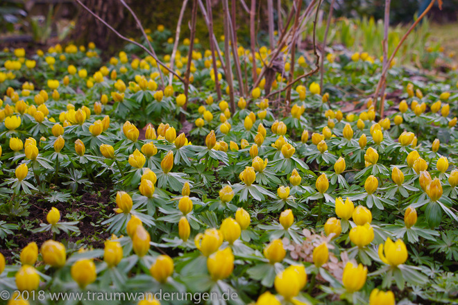 Winterlinge im Frühjahr
