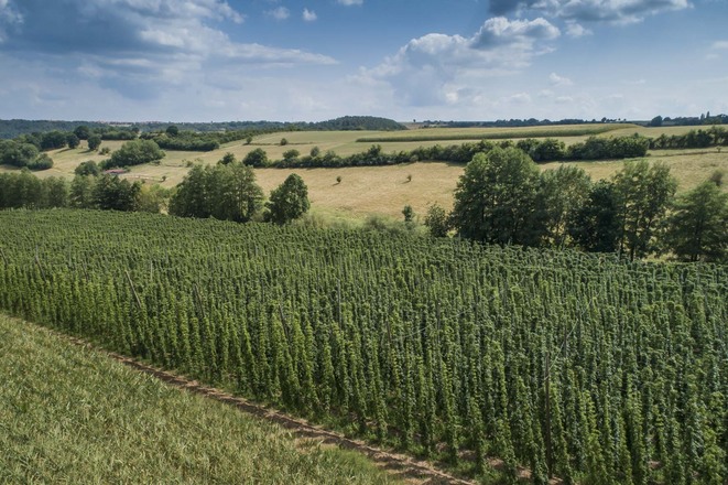 Hopfengarten