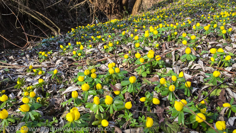 Märzenbecher am Hammerbach