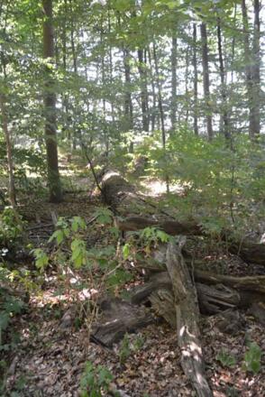 Totes Holz - hier eine umgestürzte Eiche - erfüllt eine wichtige Aufgabe im Öko-System des Waldes.