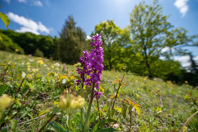 Orchidee unweit des Naturschutzgebiets Ibengarten