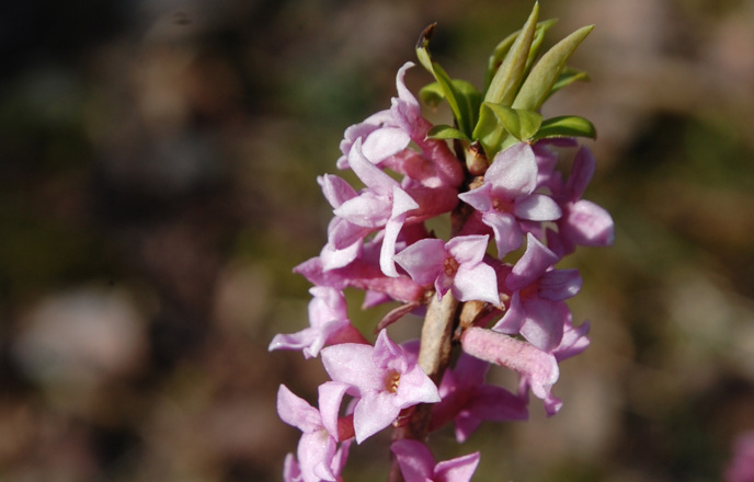 Seidelbast mit rosa Blüten, die manchmal bereits Ende Februar erscheinen