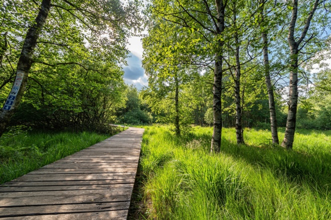 Bohlenpfad im Roten Moor