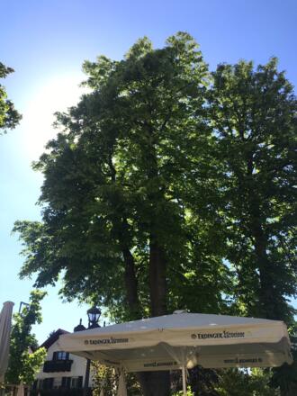 Biergarten - Hotel & Gaststätte zum Erdinger Weißbier