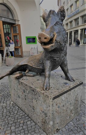 Eber - Das Berühren der Schnauze bringt Glück