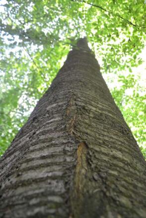 Riesige Bäume wie diese Vogelkirsche gaben dem Pfad seinen Namen.
