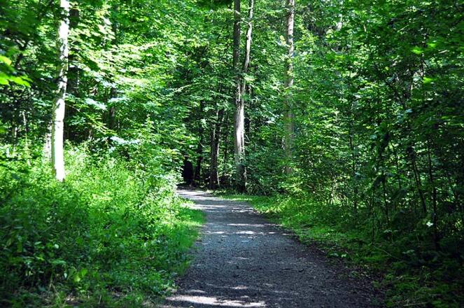 Ein Stück des Walderlebnispfades.