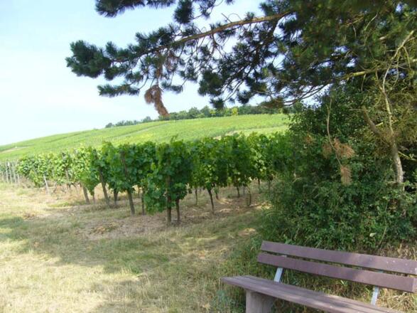 Im Dertinger Weinberg