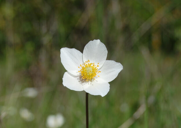 Das Große Windröschen – durch Eutrophierung der Böden besonders gefährdet