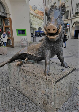 Eber - Das Berühren der Schnauze bringt Glück