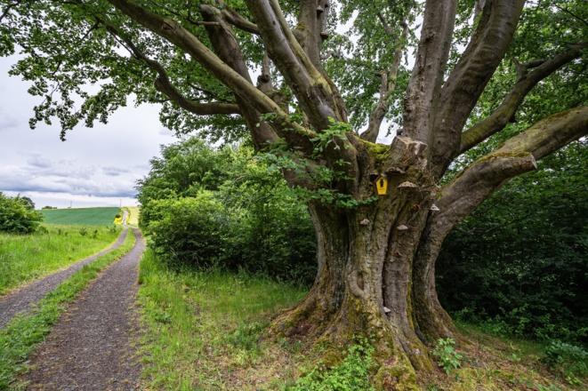 Alter Baum am Steinkopf bei Kaltensundheim