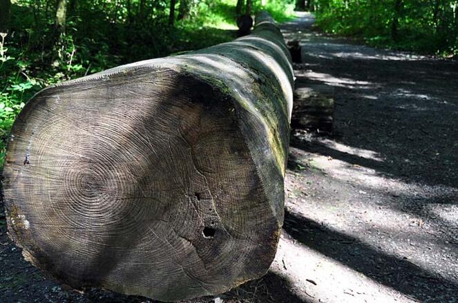 Mächtige Stämme laden zum Balancieren ein.