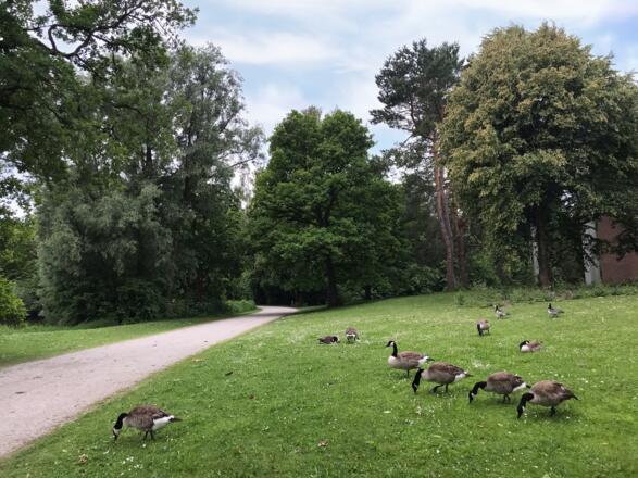 Wildgänse am See