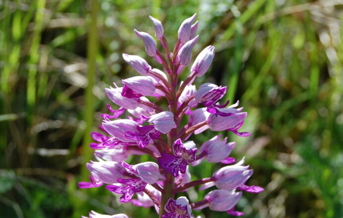 Helmorchidee - Helm-Knabenkraut: eine Charakterart, kalkreicherer, magerer und unbeschatteter Böden