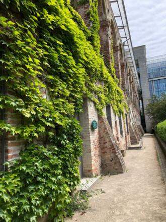 Die Mauern am Hofgartenbrunnwerk sind mit Efeu bewachsen