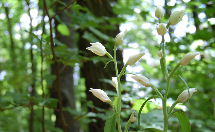 Weißes Waldvögelein mit seinen breiten Blättern