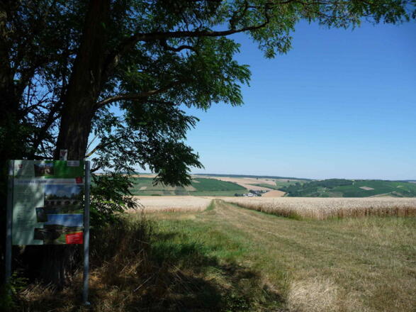 Blick vom Karlsberg ins Taubertal nach Tauberrettersheim