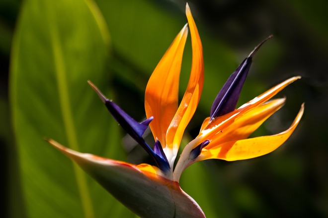 Botanischer Garten