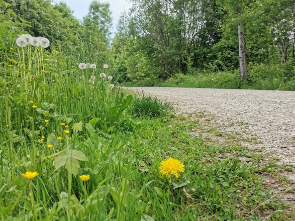 Aubinger Lohe